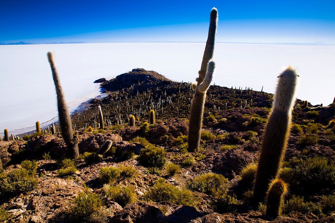 Bolivia, Southern Altiplano, Salar de Uyuni Cacti growing on Isla de Pescado Fish Island located on the largest and highest salt flat in the world - The Salar de Uyuni