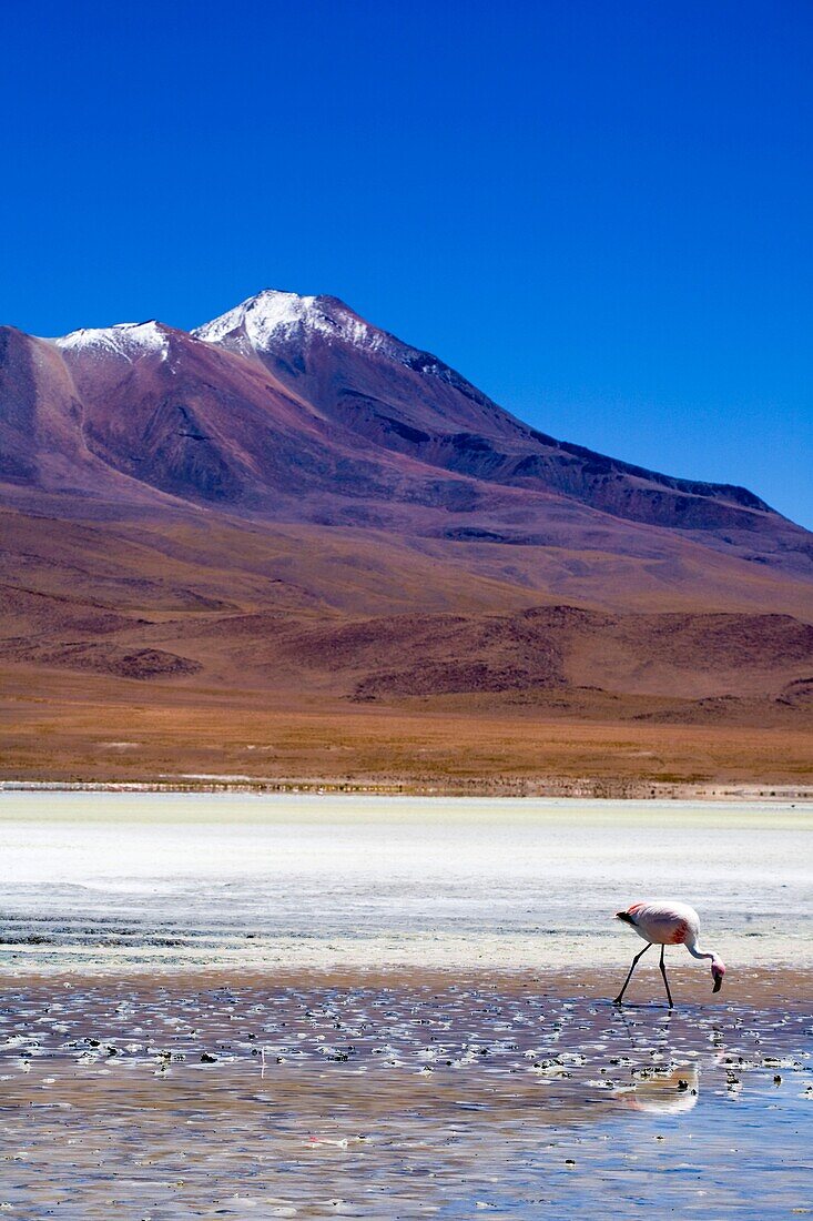 Bolivia, Southern Altiplano, Uyuni Highlands Flamingoes upon a mineral coloured lake in the Bolivian Highlands