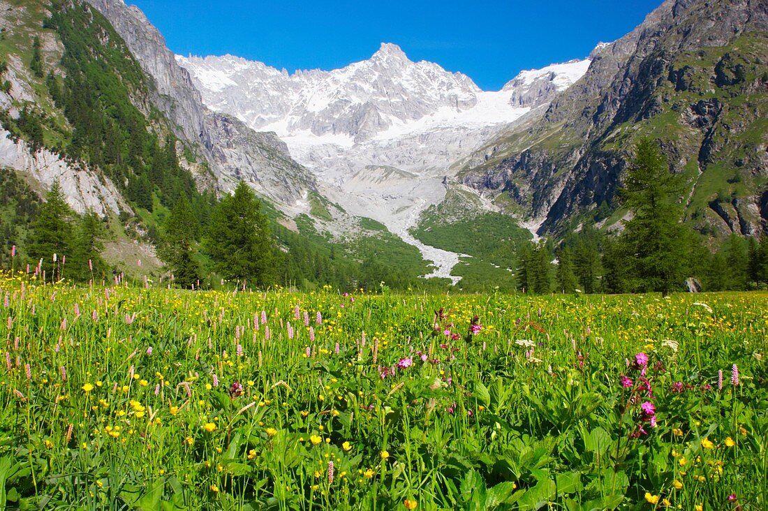 Switzerland Valais Val Ferret A colourfull wild flower meadow against a dramatic mountain backdrop near the village of La Fouly
