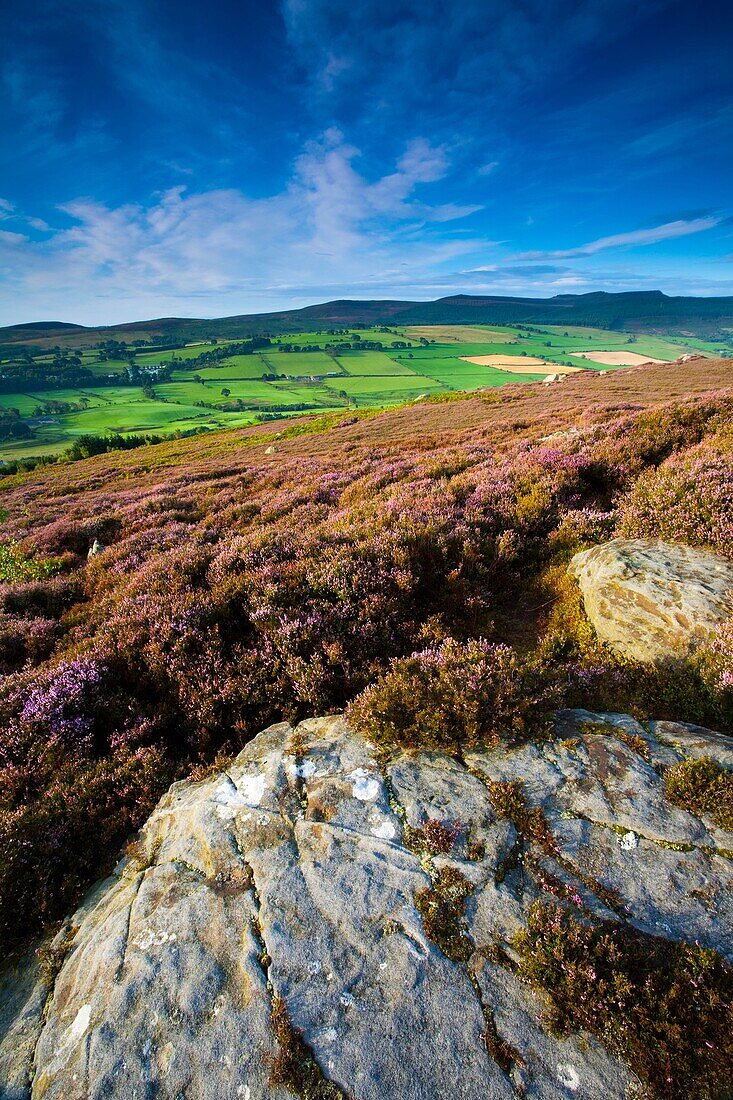 England, Northumberland, Rothbury Flowering heather on the open moorland known as the Rothbury Terraces, looking towards Simonside