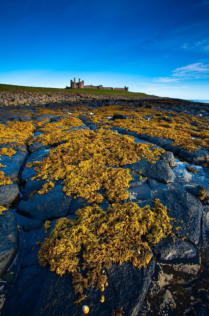 England, Northumberland, Dunstanburgh Castle Dunstanburgh Castle and surrounding coastline at low tide, viewed from Cushat Stiel