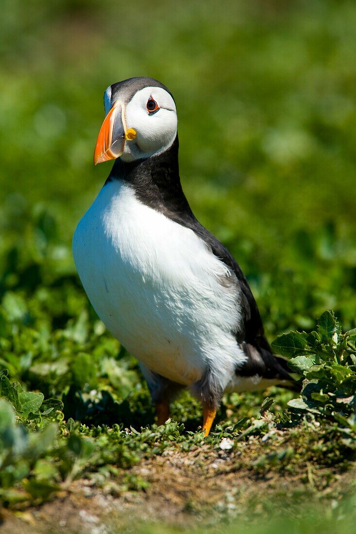 England, Northumberland, Farne Islands A single puffin Fratticula artica on the Inner Farne Island