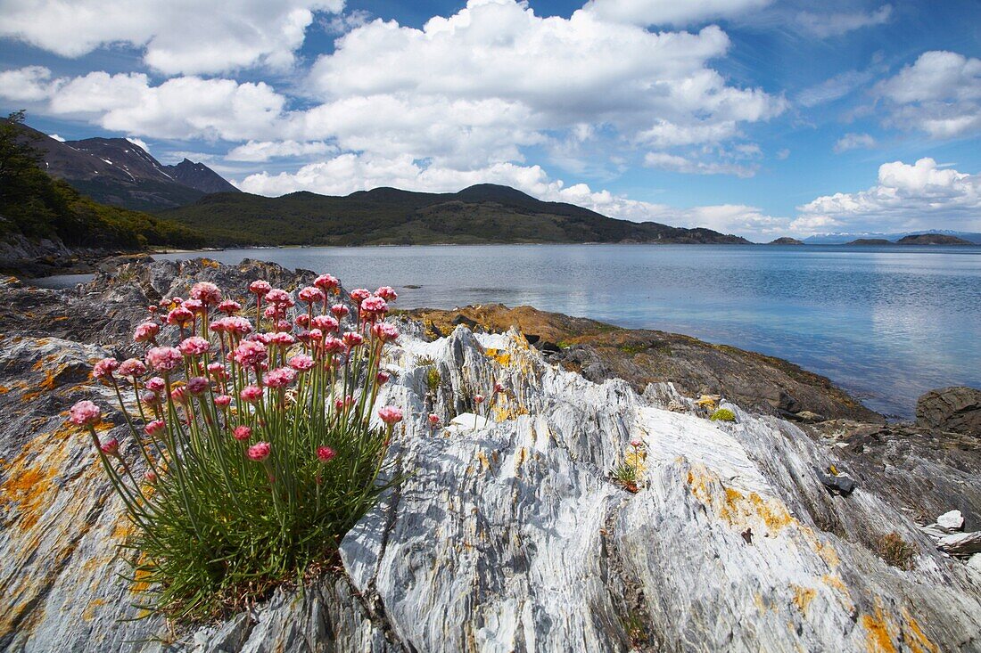 Argentina, Tierra Del Fuego, Tierra Del Fuego National Park Thrift growing on the rocky shoreline of Ensenada Bay
