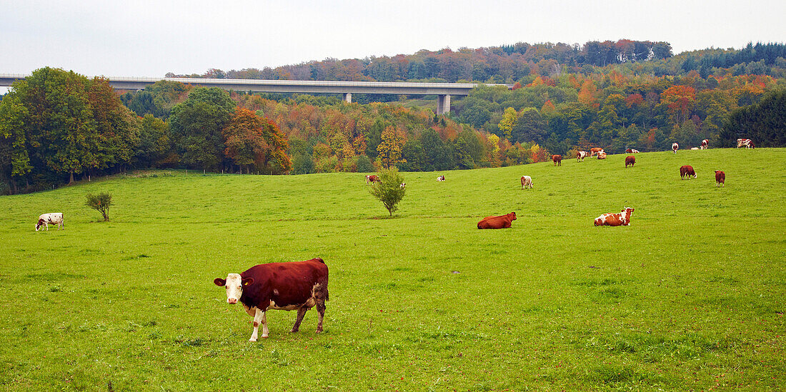 Landschaft mit Weide und Kühen bei Nettersheim, Eifel, Nordrhein-Westfalen, Deutschland, Europa