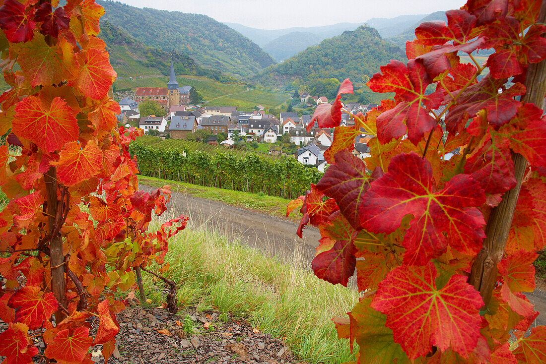 View over vineyards at Mayschoß, Ahr valley, Ahr, Eifel, Rhineland-Palatinate, Germany, Europe