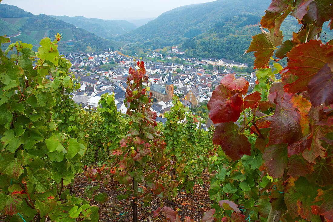 Blick über Weinberge auf Dernau, Ahrtal, Ahr, Eifel, Rheinland-Pfalz, Deutschland, Europa
