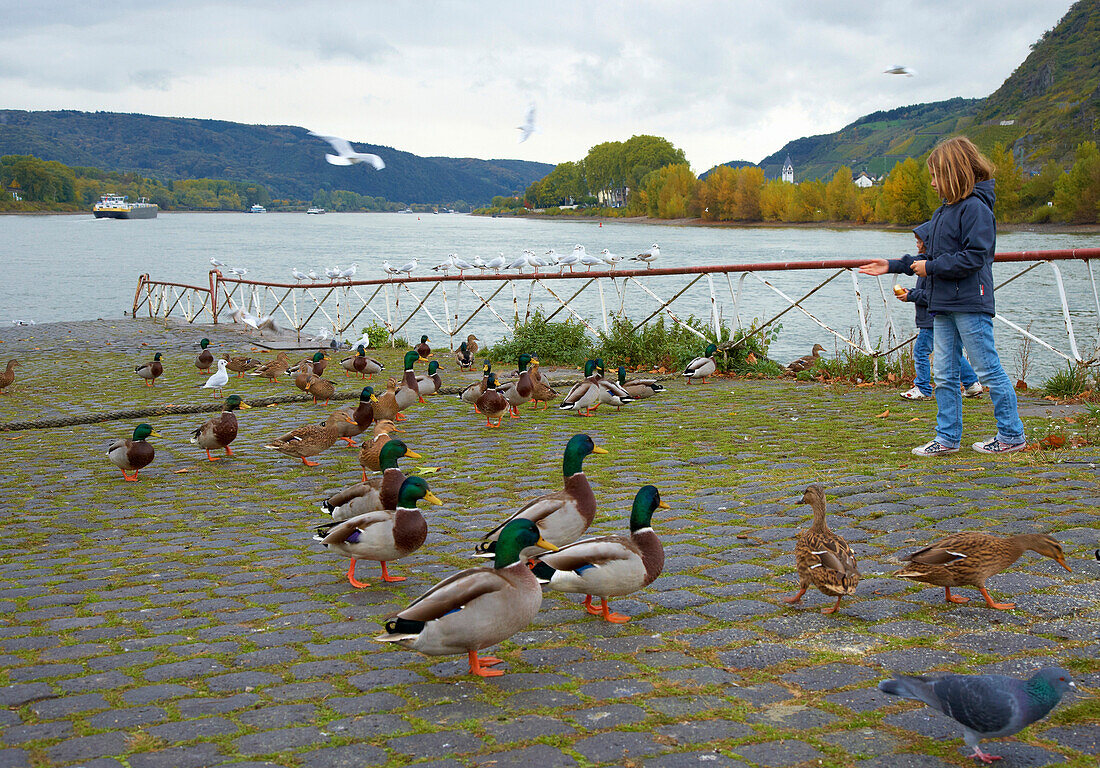 Andernach, Girl feeding ducks and gulls, River Rhine, Rhineland-Palatinate, Germany, Europe
