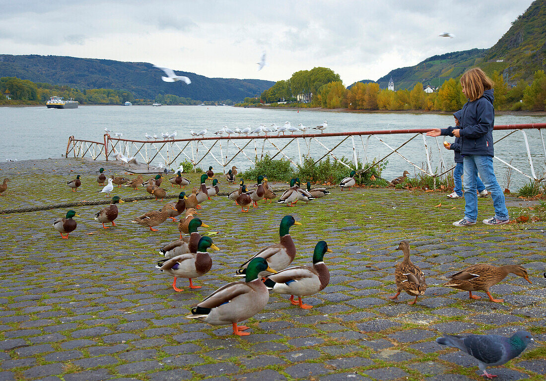 Andernach, Mädchen füttert Enten und Möwen, Eifel, Unteres Mittelrheintal, Mittelrhein, Rhein, Rheinland-Pfalz, Deutschland, Europa