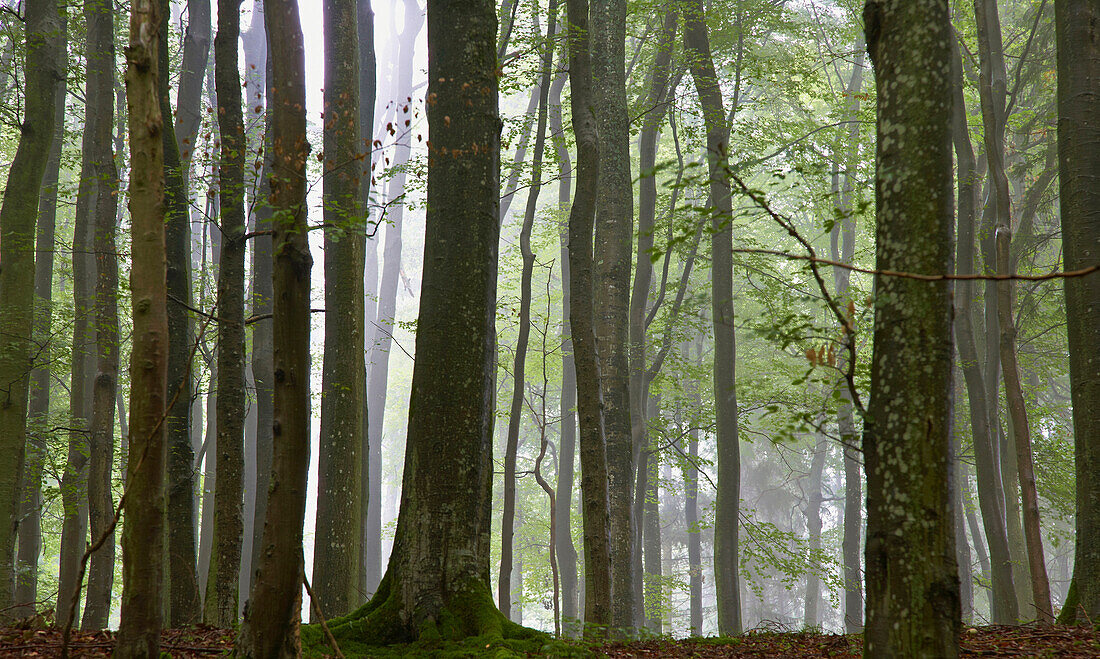 Beech forest near Strohn, Eifel, Rhineland-Palatinate, Germany, Europe