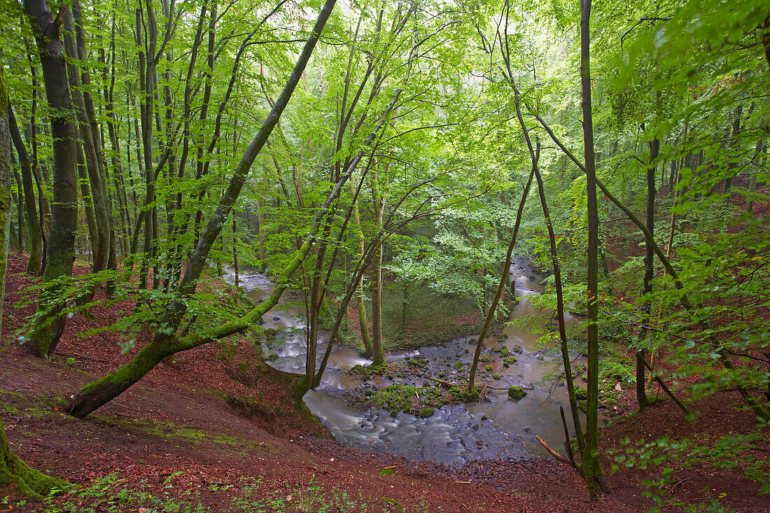 Beech forest and Alfbach near Strohn, Strohner Schweiz, Eifel, Rhineland-Palatinate, Germany, Europe