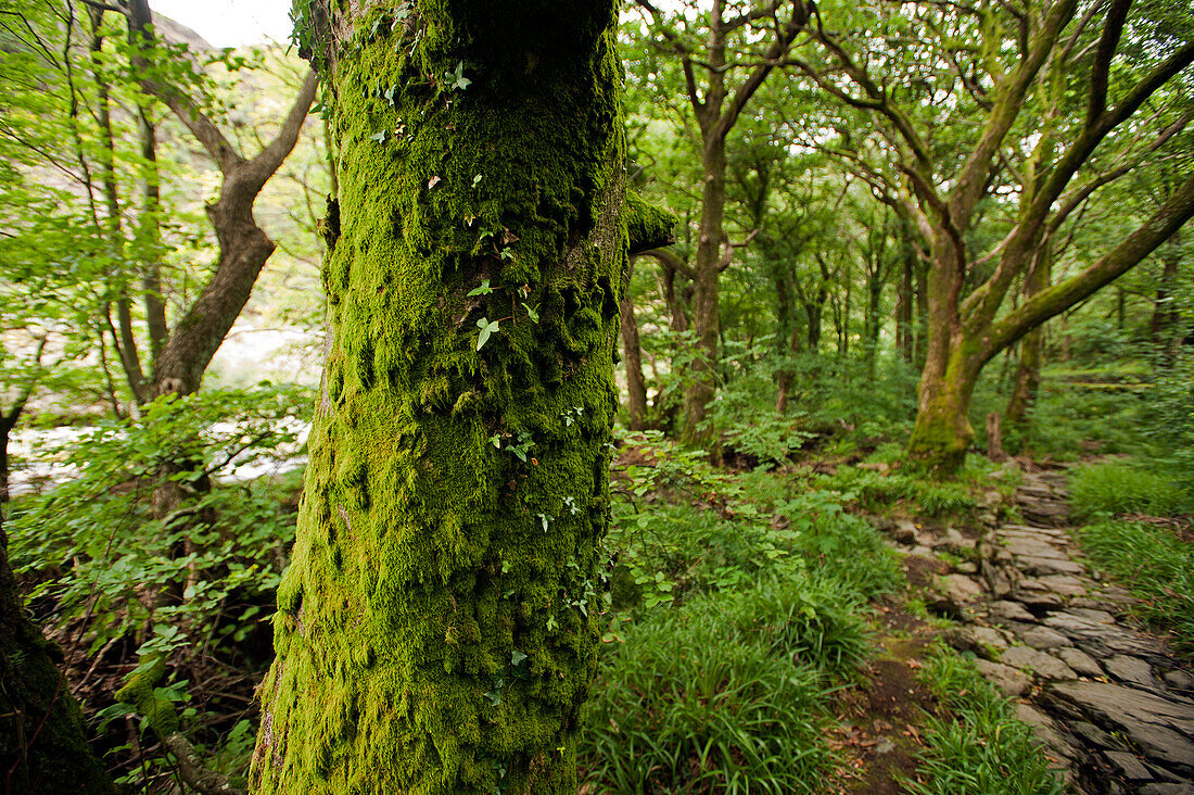 Die Aberglaslyn Gorge nahe Beddgelert, Wales, Großbritannien