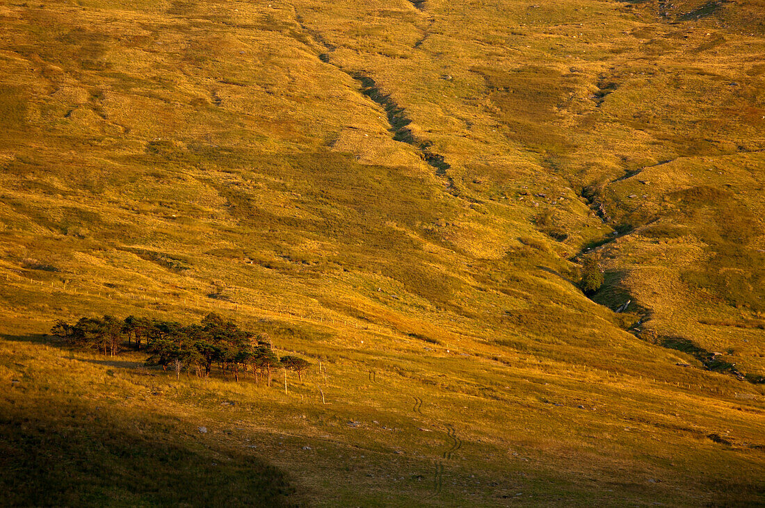 Early morning near Chapel Curig, Snowdonia National Park, Wales, UK