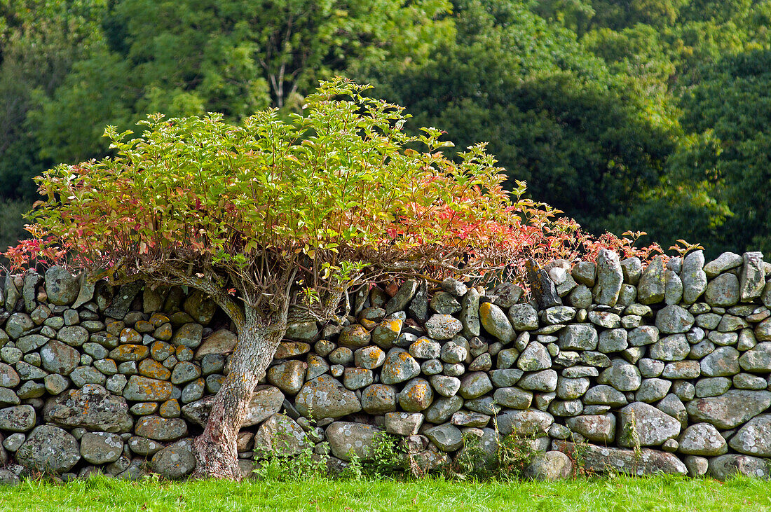 Einsamer baum neben Steinmauer, Rowen, Snowdonia National Park, Wales, Großbritannien