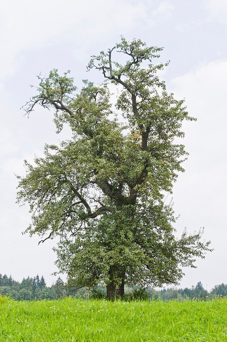 Deciduous tree in meadow, Berg, Upper Bavaria, Germany