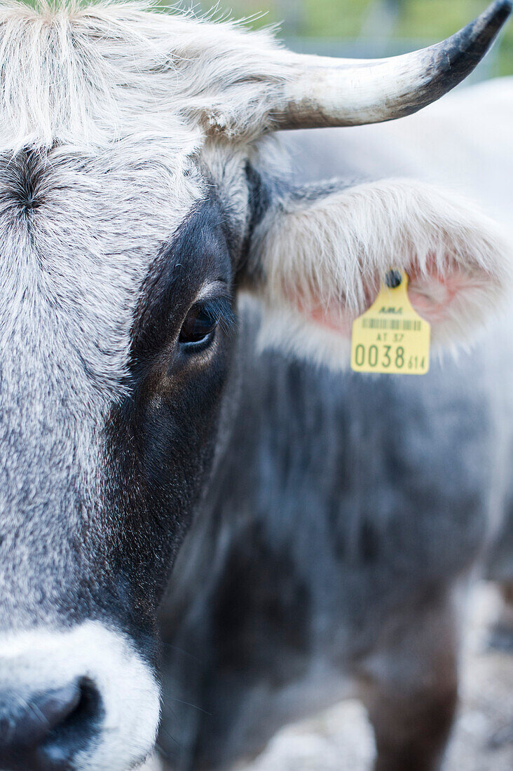 Cattle with earmark, Leutasch valley, Tyrol, Austria