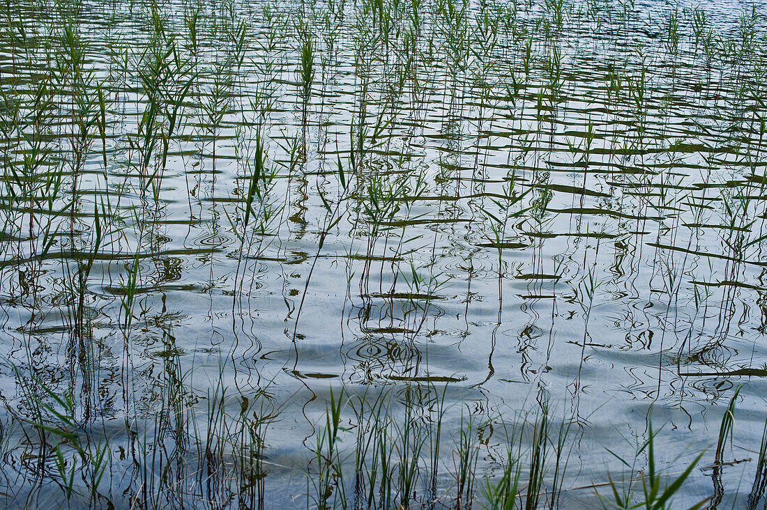 Reed, Lake Starnberg, Bavaria, Germany