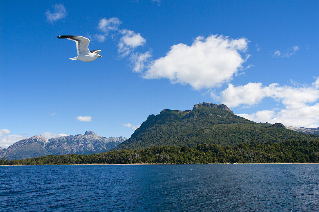 Möwe, Lago Nahuel Huapi, bei San Carlos de Bariloche, Rio Negro, Patagonien, Argentinien