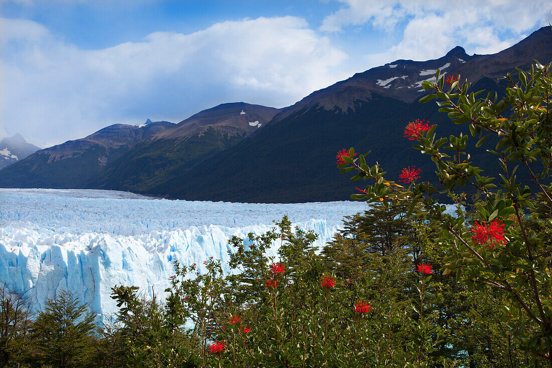 Red blossom from the Notro firebush, Perito Moreno glacier, Lago Argentino, Los Glaciares National Park, near El Calafate, Patagonia, Argentina