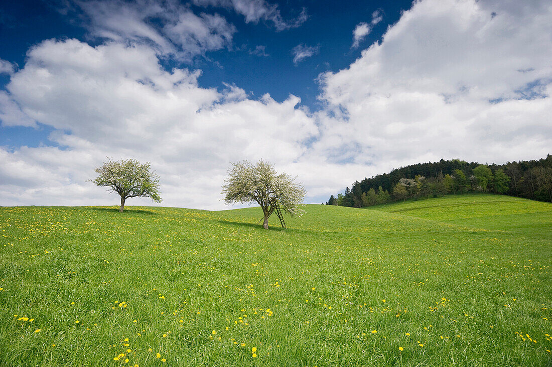 Apple trees in blossom at valley Dreisamtal under white clouds, Baden-Wuerttemberg, Germany, Europe