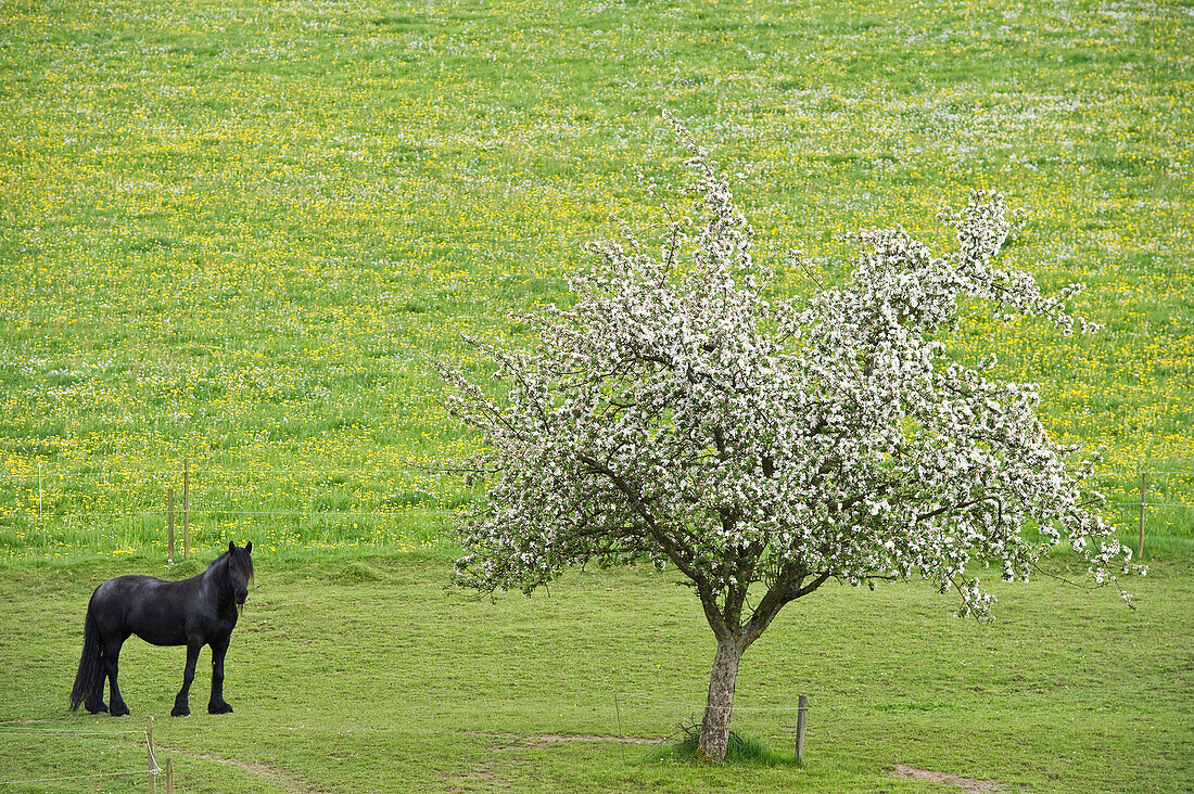 Apple tree in blossom and black horse at valley Dreisamtal, Baden-Wuerttemberg, Germany, Europe