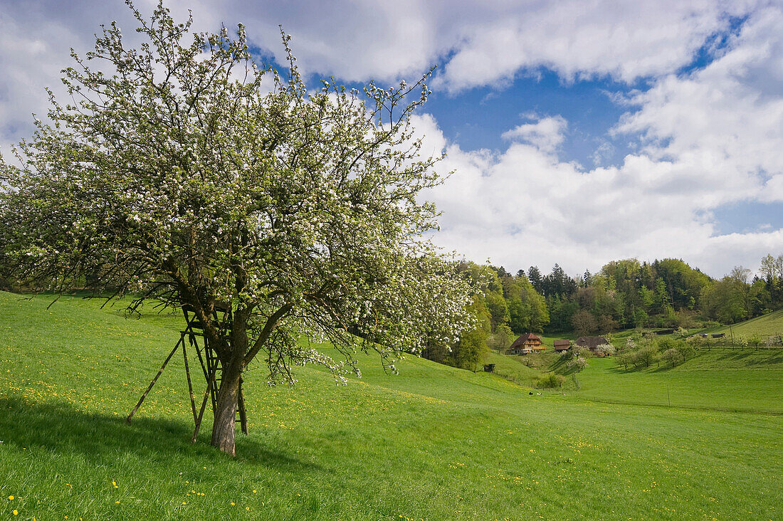 Apple trees in blossom at valley Dreisamtal under white clouds, Baden-Wuerttemberg, Germany, Europe