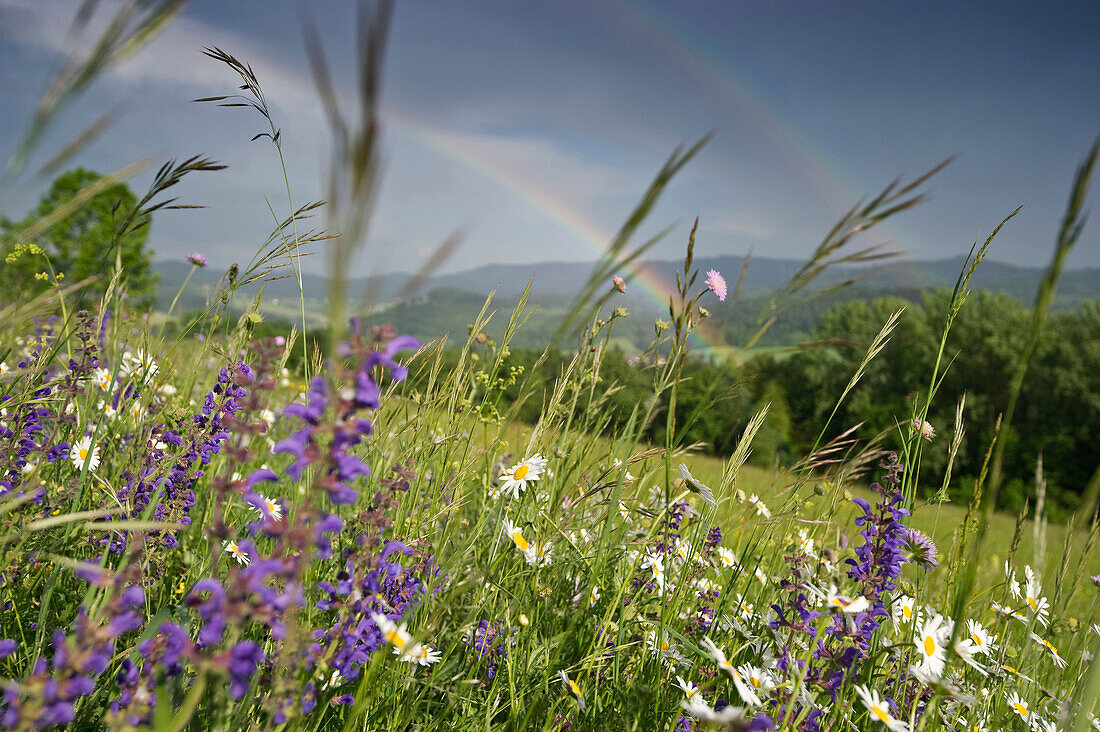 Blumenwiese und Regenbogen, Schwarzwald bei Freiburg im Breisgau, Baden-Würtemberg, Deutschland