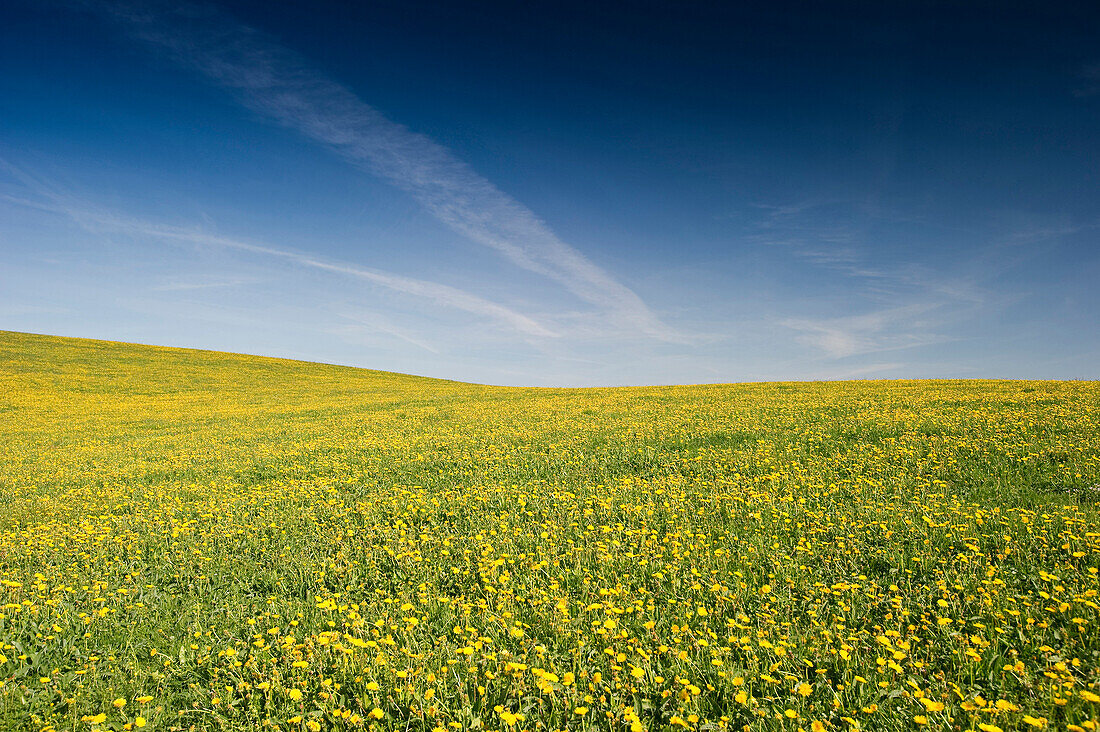 Dandelion flower meadow, Schauinsland, Black Forest, Baden-Wuerttemberg, Germany, Europe