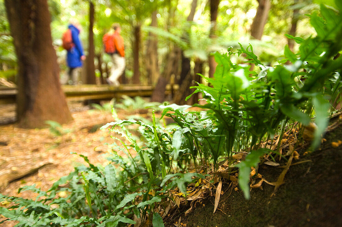 Board walk in the rain forest, Lilly Pilly Gully, Wilsons Promontory National Park, Victoria, Australia