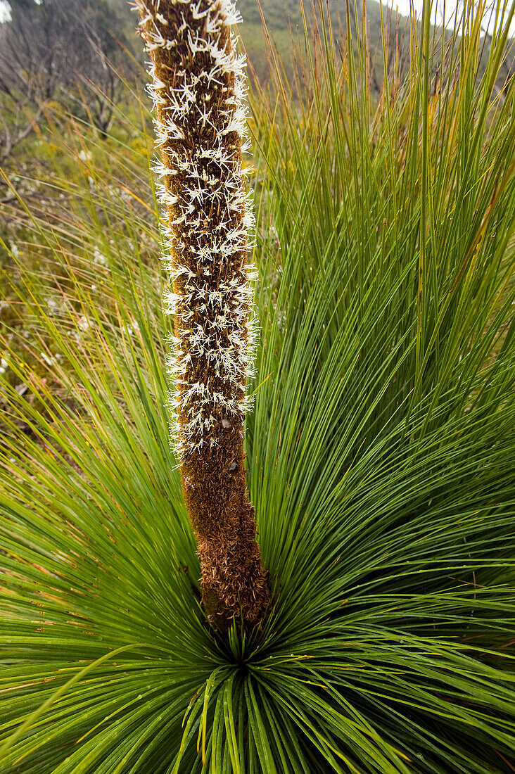 Blühender Grasbaum, Wilsons Promontory National Park, Victoria, Australien