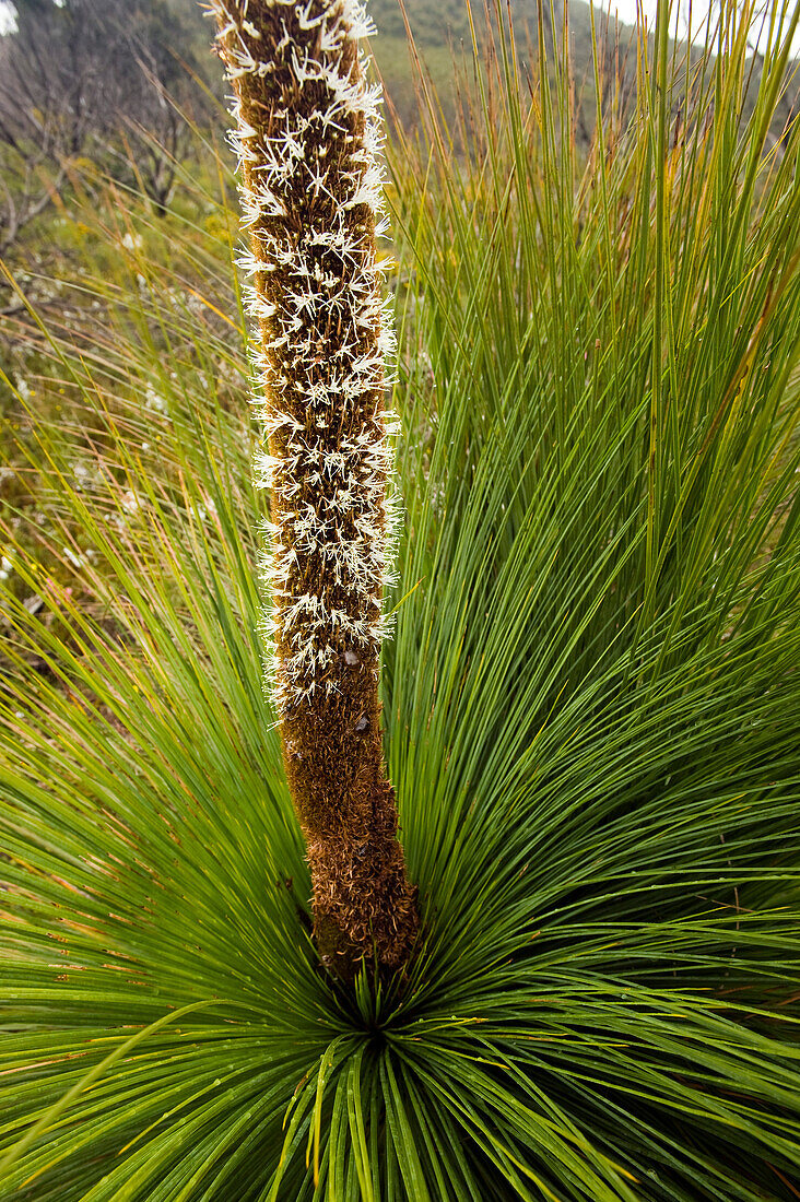 Flowering grass tree, Wilsons Promontory National Park, Victoria, Australia