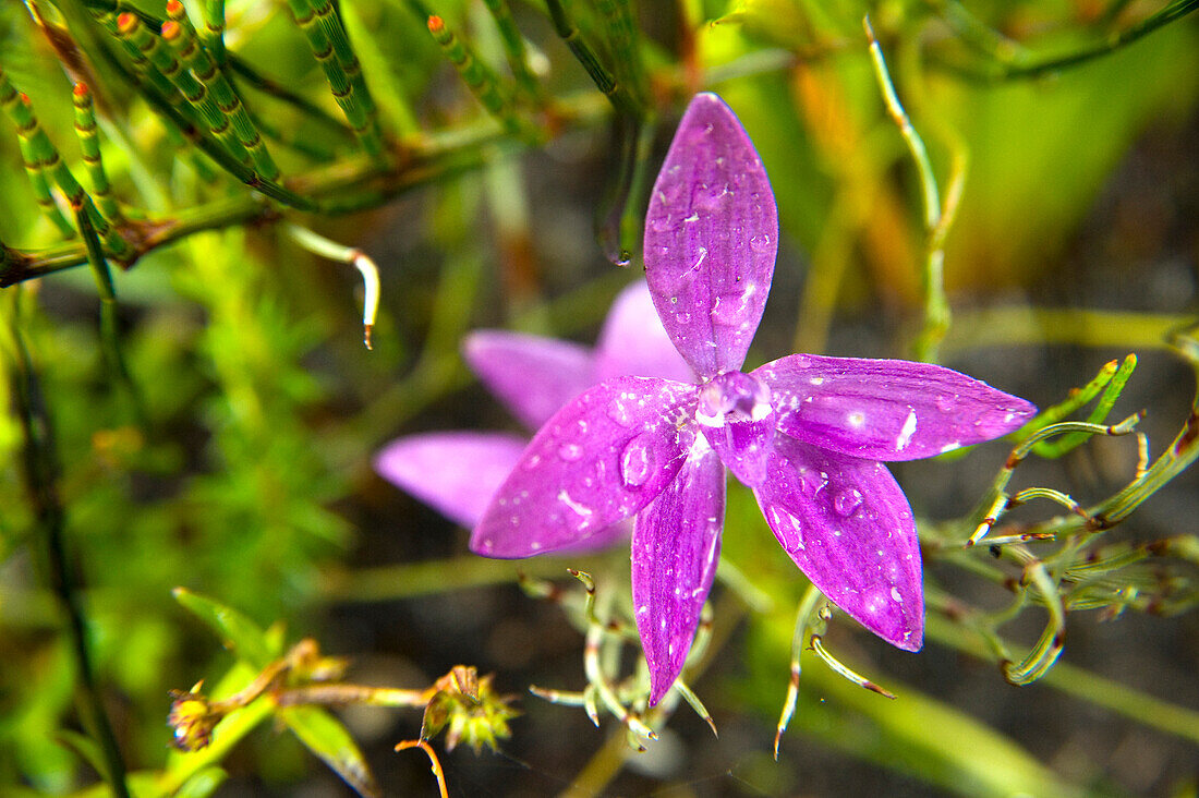 Wax-lipped orchid, Wilsons Promontory National Park, Victoria, Australia