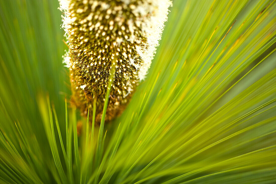 Blühender Grasbaum, Wilsons Promontory National Park, Victoria, Australien