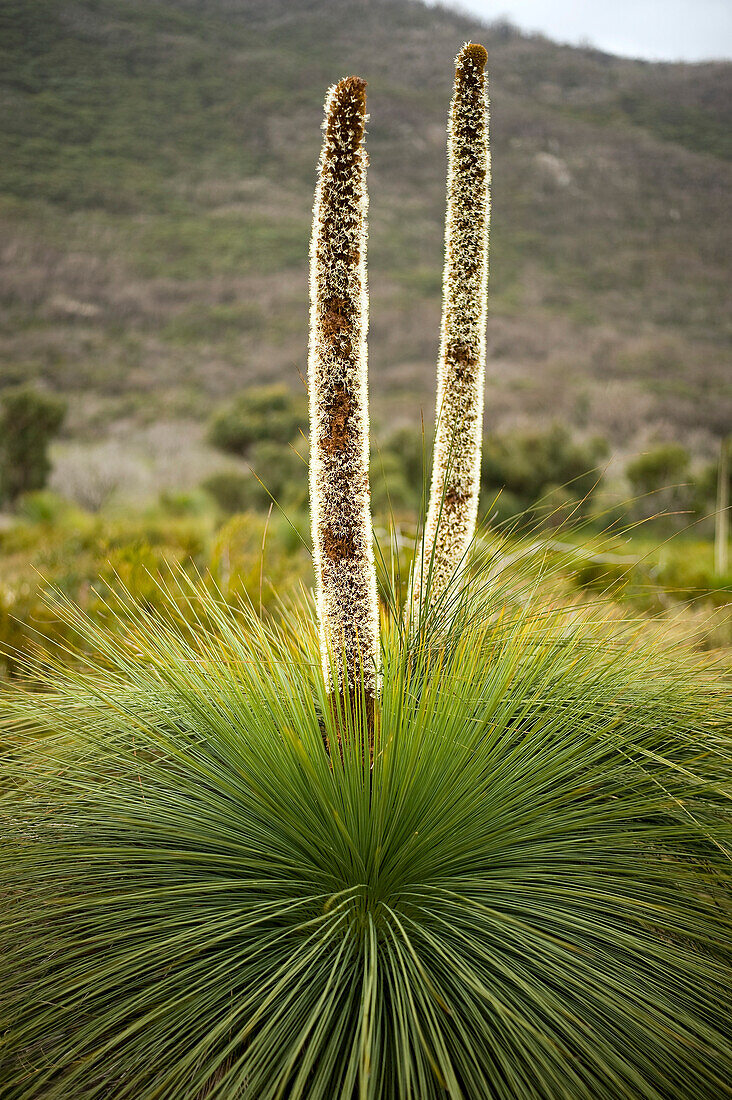 Blühender Grasbaum, Wilsons Promontory National Park, Victoria, Australien