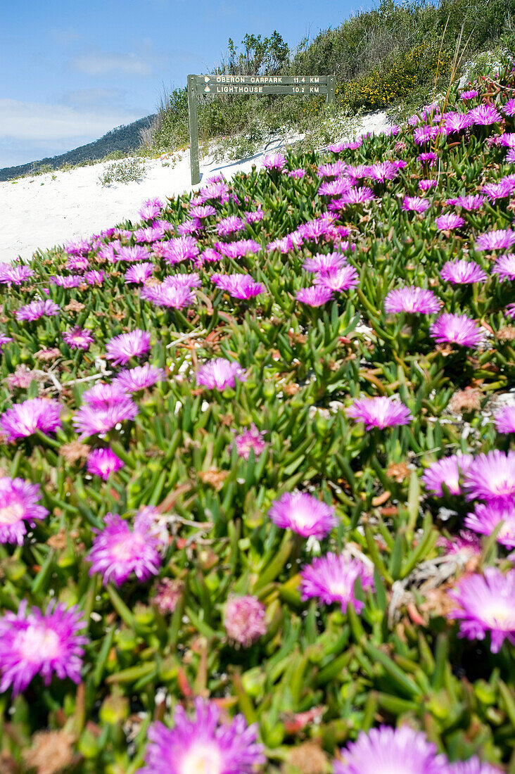 Close up of Carpobrotus rossii, Karkalla, Waterloo Bay, Wilsons Promontory National Park, Victoria, Australia