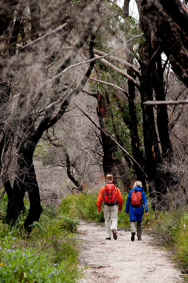 Weg zum Lilly Pilly Gully, Wilsons Promontory National Park, Victoria, Australien