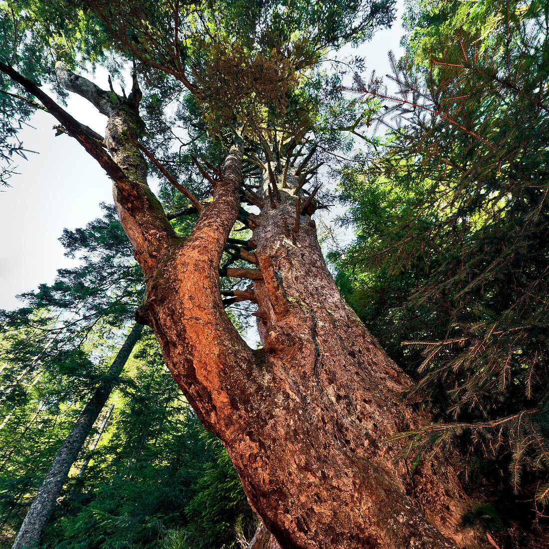 Low angle view of biggest fir tree at Black Forest, Nature reserve center Ruhestein, Baden Wuerttemberg, Germany, Europe