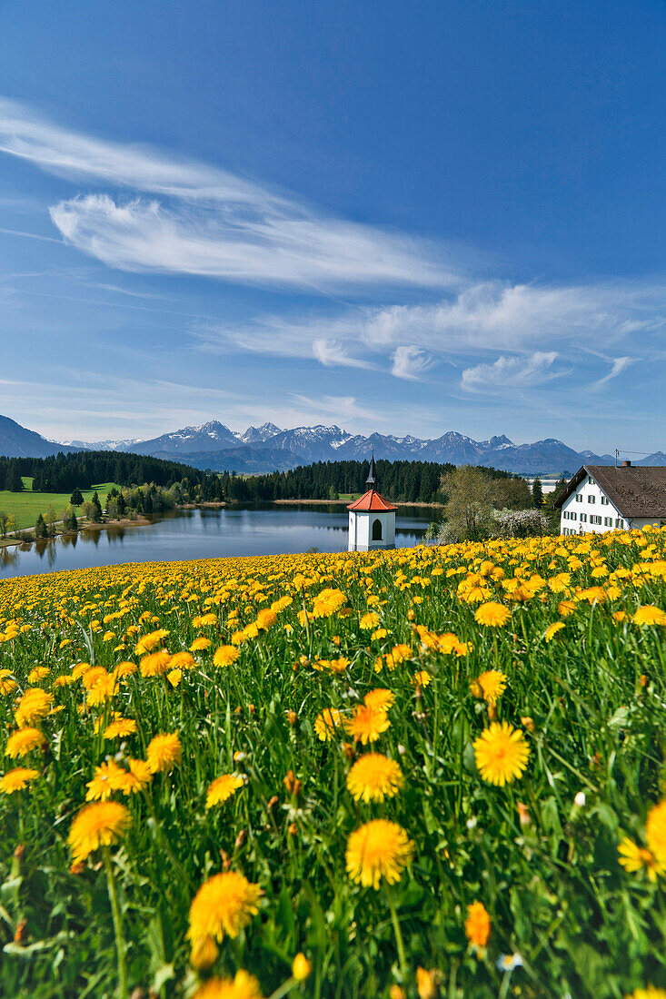 Blick von Hegratsried auf Tegelberg, Säuling und Tannheimer Berge, Ostallgäu, Deutschland, Europa