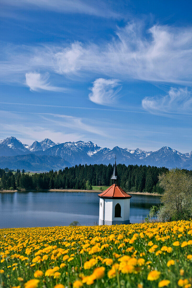 Blick von Hegratsried auf Tegelberg, Säuling und Tannheimer Berge, Ostallgäu, Deutschland, Europa