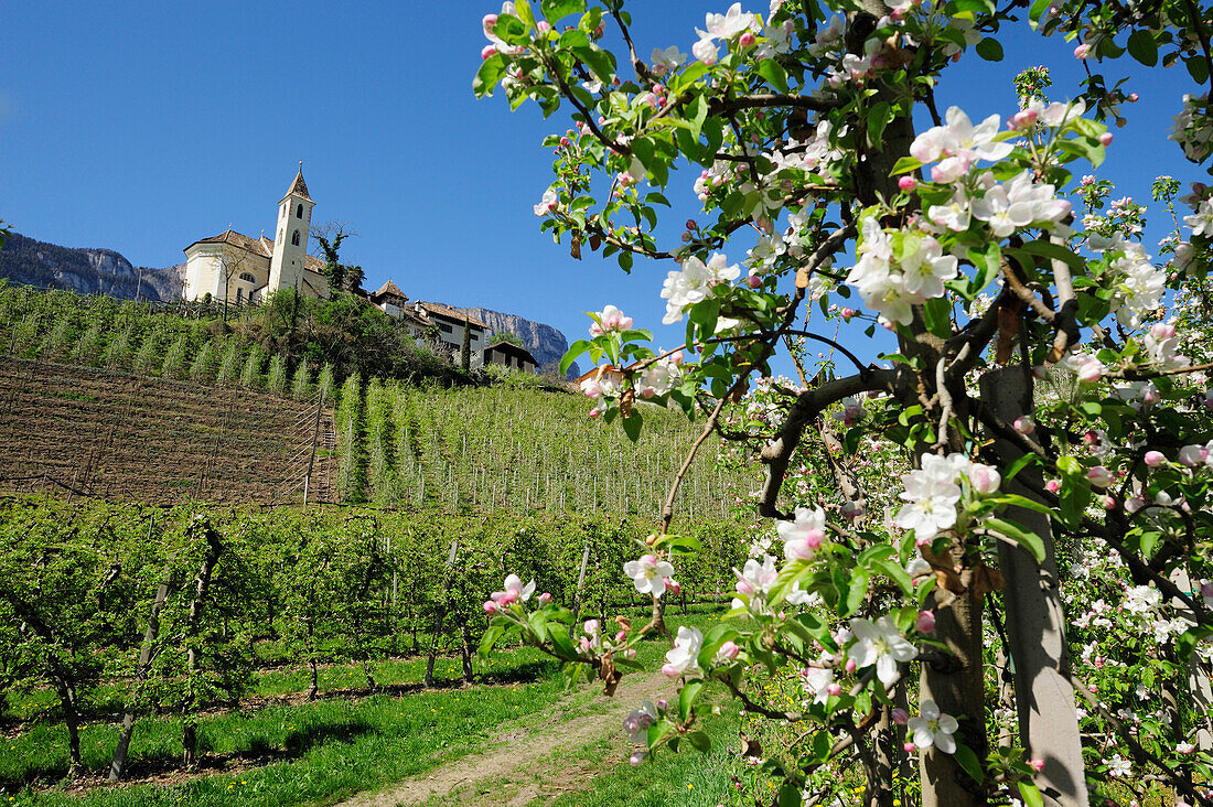 Apfelblüte, Kirche auf einem Weinberg, Eppan an der Weinstraße, Trentino-Südtirol, Italien