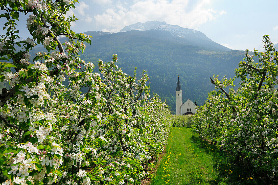 Blühende Apfelbäume mit Kirche und Bergen im Hintergrund, Vinschgau, Südtirol, Italien, Europa