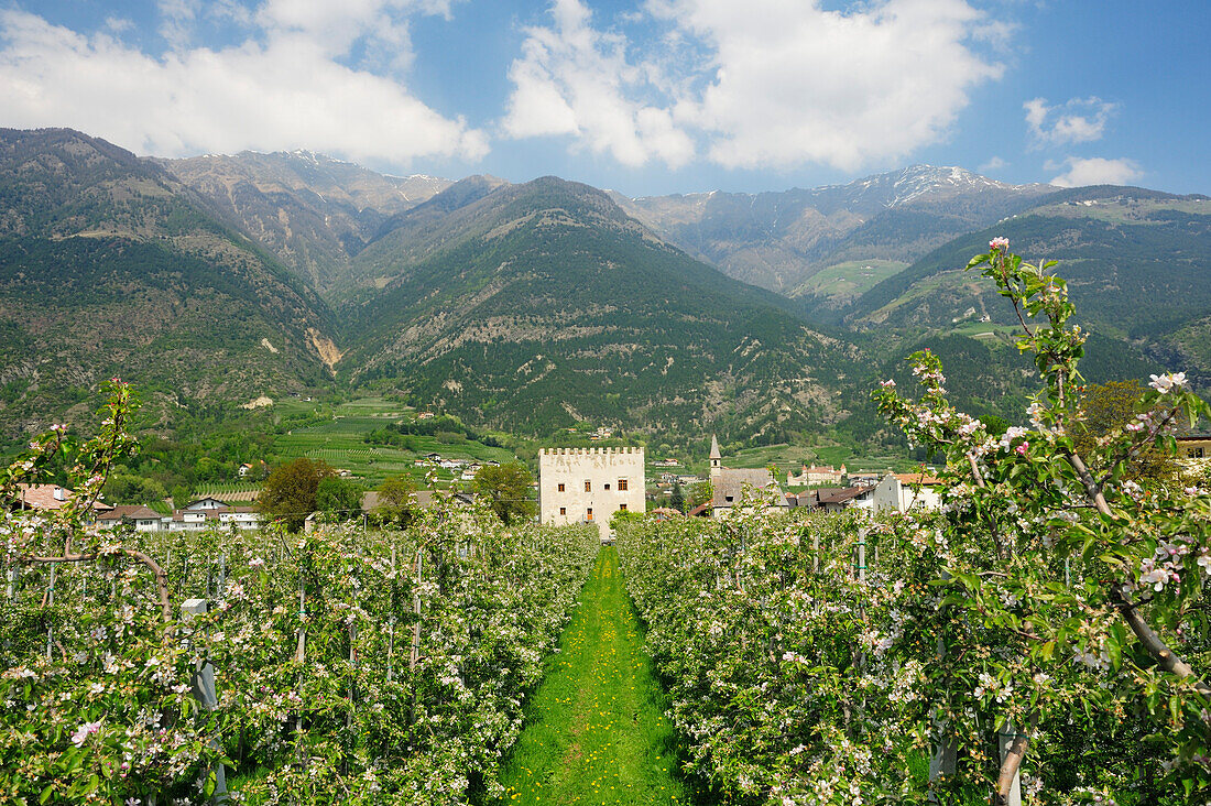 Blühende Apfelbäume mit kleiner Burg und Bergen im Hintergrund, Vinschgau, Südtirol, Italien, Europa