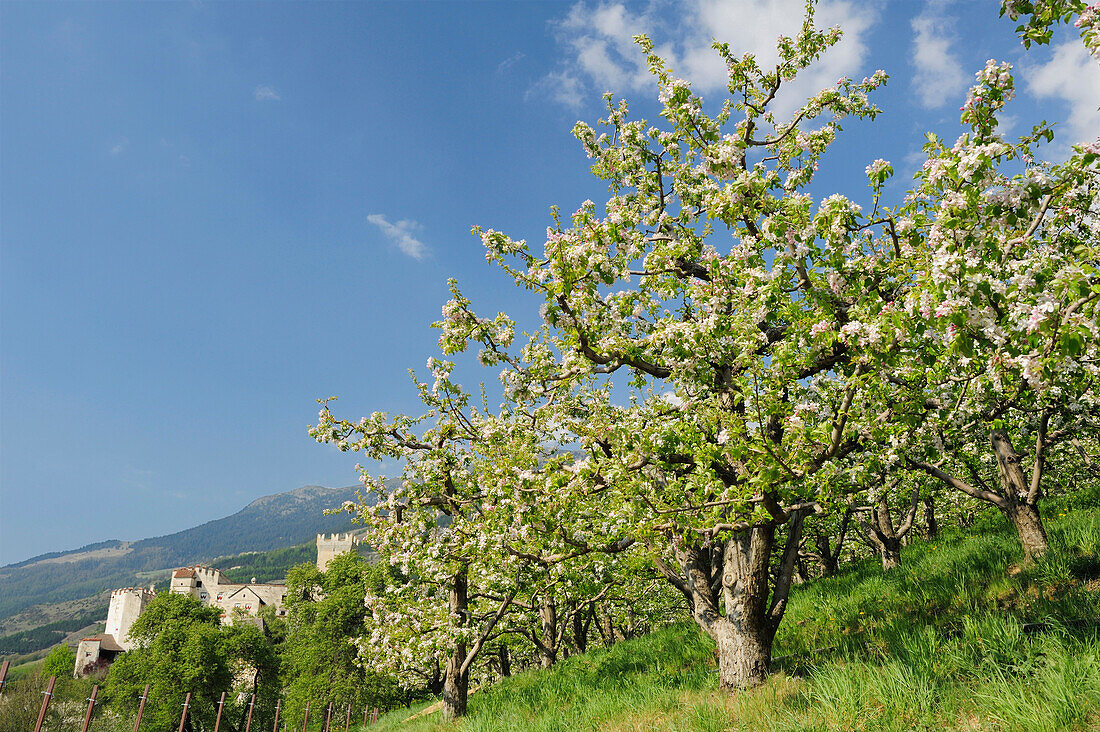 Apple trees in blossom, Churburg castle in background, Schluderns, Vinschgau, South Tyrol, Trentino-Alto Adige/Suedtirol, Italy