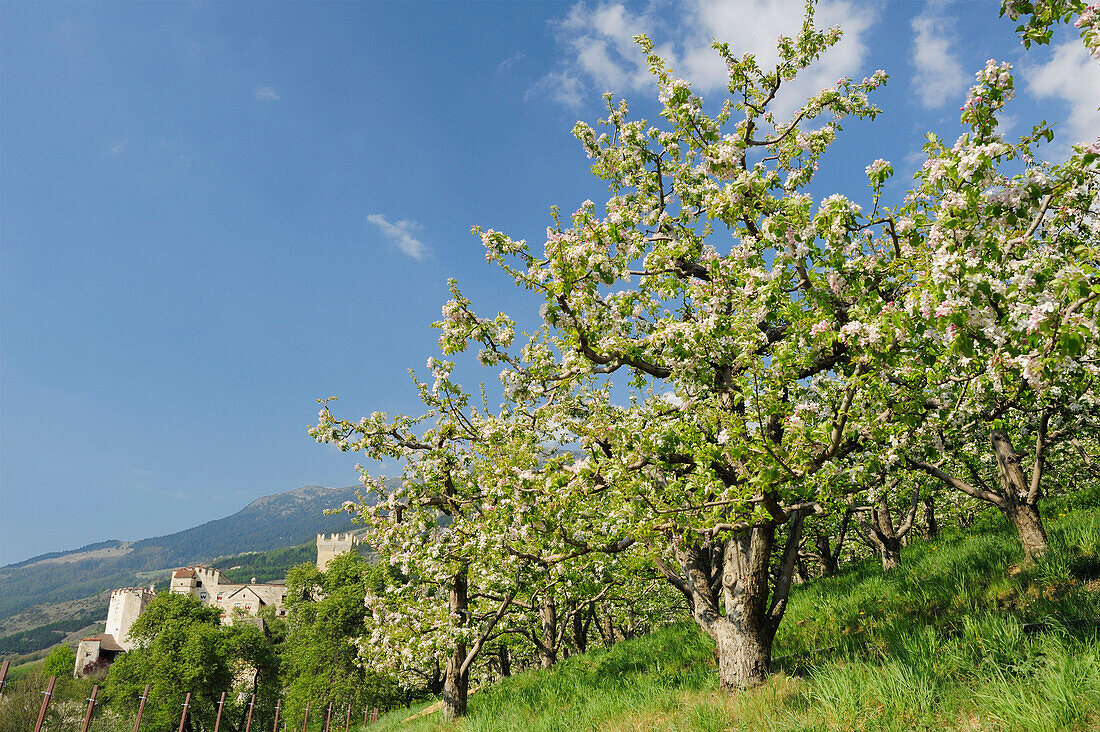 Blühende Apfelbäume, Burg Churburg im Hintergrund, Schluderns, Vinschgau, Südtirol, Trentino-Südtirol, Italien