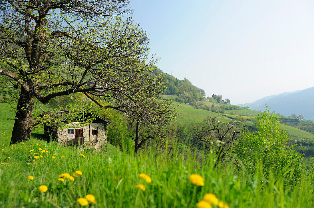 Altes Bauernhaus auf einer Wiese im Frühling, Ritten, Südtirol, Trentino-Südtirol, Italien