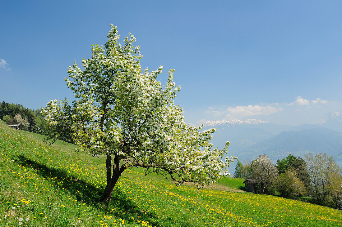 Pear tree in blossom standing in flowering meadow, mountains in the background, Ritten, South Tyrol, Italy, Europe