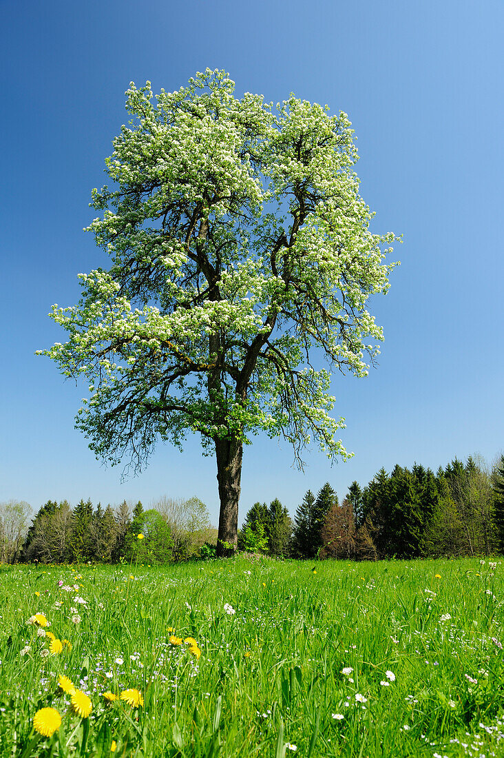 Pear tree in blossom, Bad Feilnbach, Upper Bavaria, Bavaria, Germany, Europe