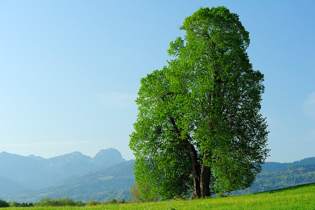 Huge lime-tree in front of Wendelstein, Bad Aibling, Bavarian Alps range, Upper Bavaria, Bavaria, Germany, Europe