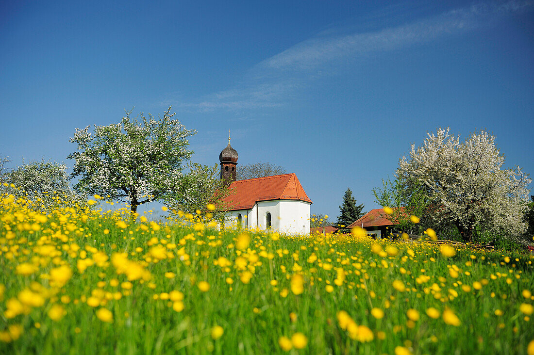 Chapel on flower meadow with fruit trees in blossom, Upper Bavaria, Bavaria, Germany