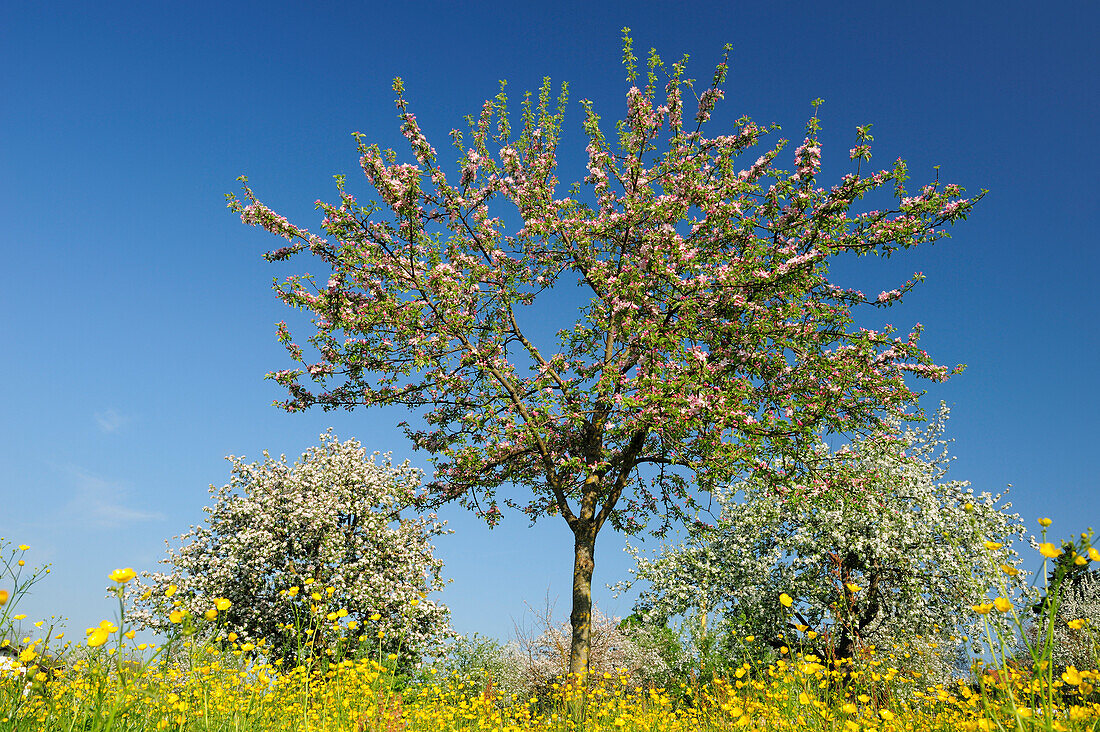 Blühende Apfelbäume in Blumenwiese, Oberbayern, Bayern, Deutschland, Europa
