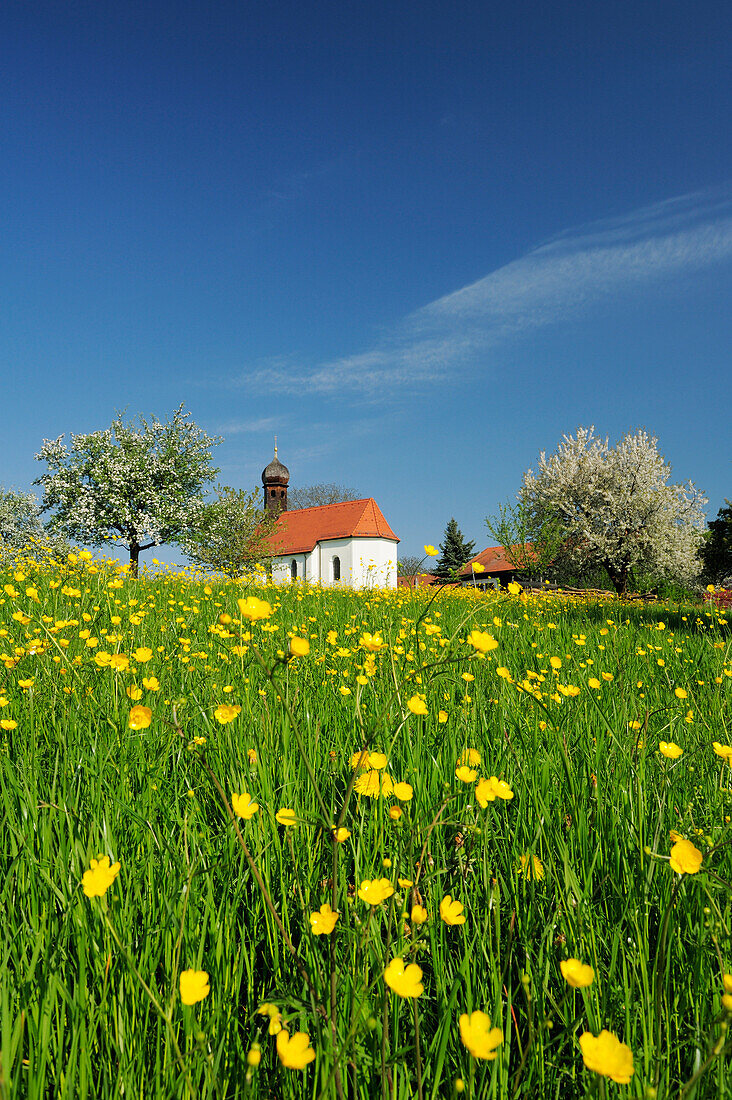Chapel standing in flowering meadow with fruit trees in blossom, Upper Bavaria, Bavaria, Germany